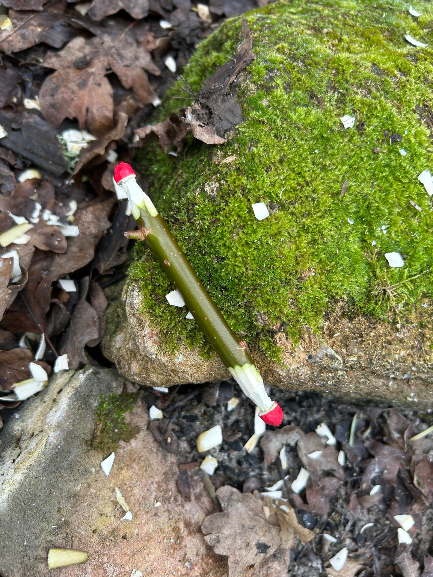 Mini Mushroom Woodcarving Sessions