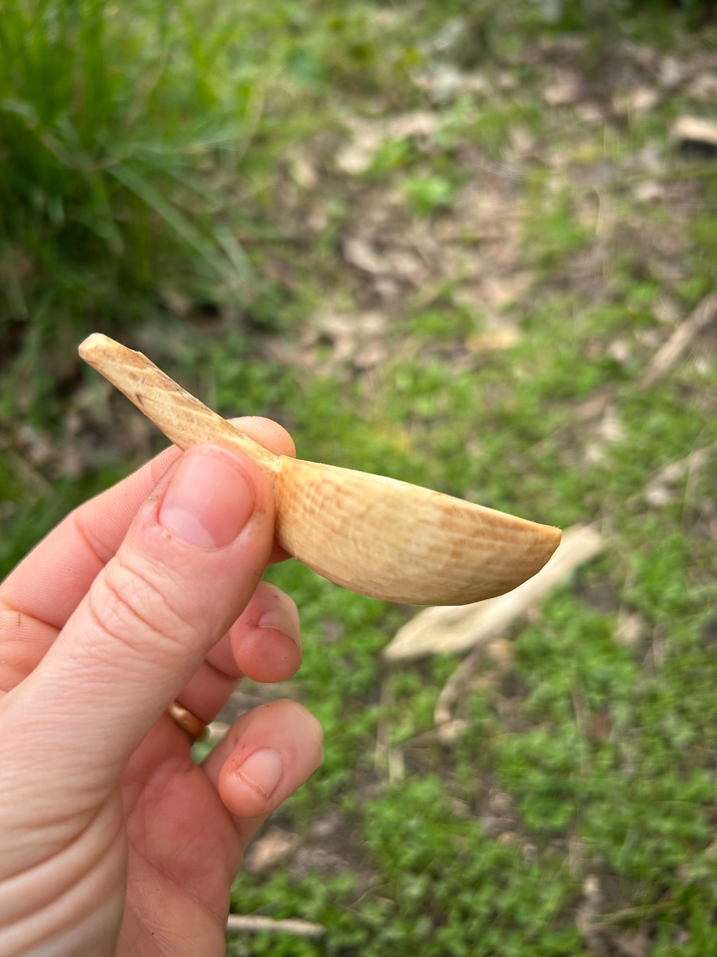 Celtic Caddy Spoon ~ Triskelion ~ Beech Wood